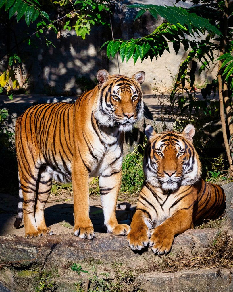 Sumatras im Tierpark Berlin