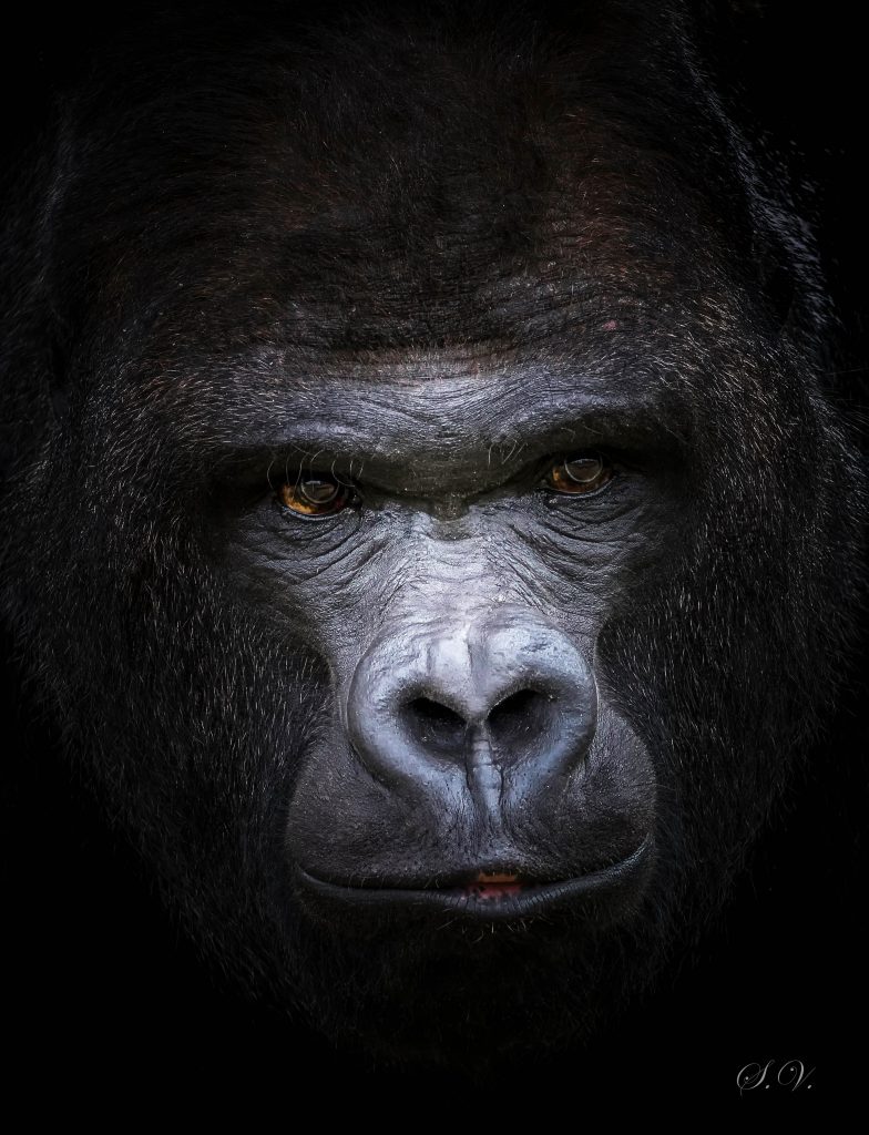Gorilla "Santo" Portrait